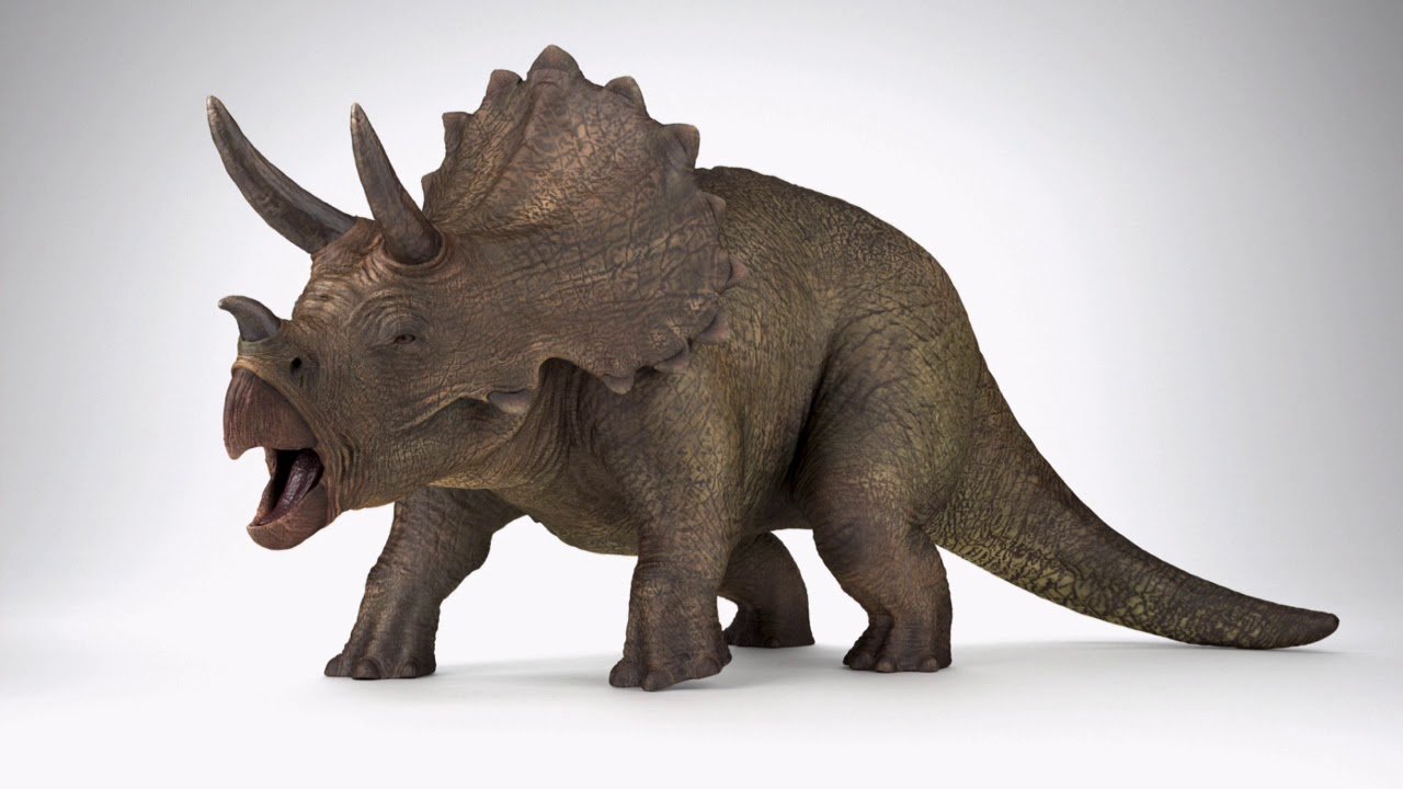 Покажи трицератопса. Трицератопс. Динозавр Triceratops. Пресмыкающиеся Трицератопс. Трицератопс настоящий.