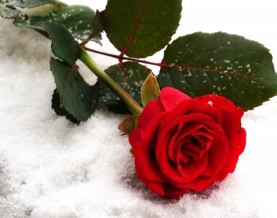 Цветы зимой. Розы на снегу. Красивые зимние цветы. Цветы в снегу. Красивые розы снег
