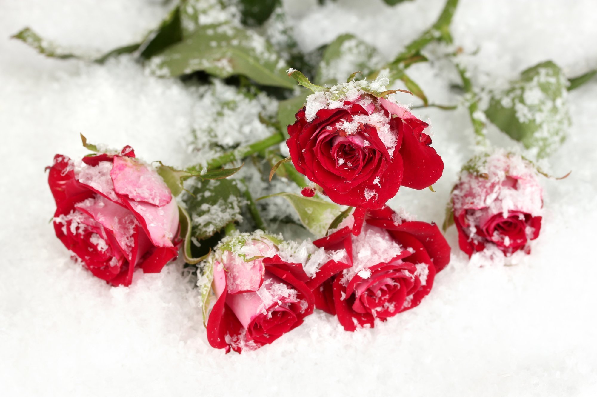 Красивая открытка со снегом. Розы на снегу. Розы в снегу фото. Букет роз на снегу. Красивые розы на снегу.
