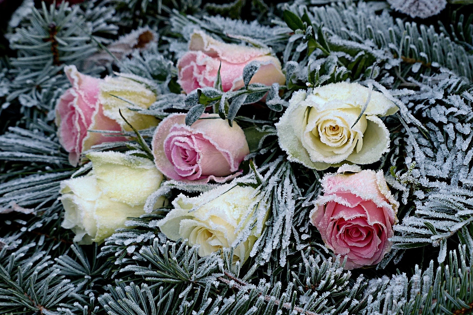 розы на морозе с днем рождения фото