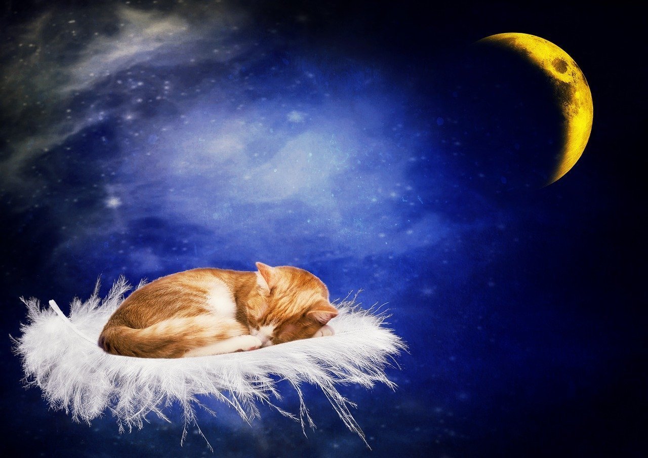 картинки спокойной ночи с котиками