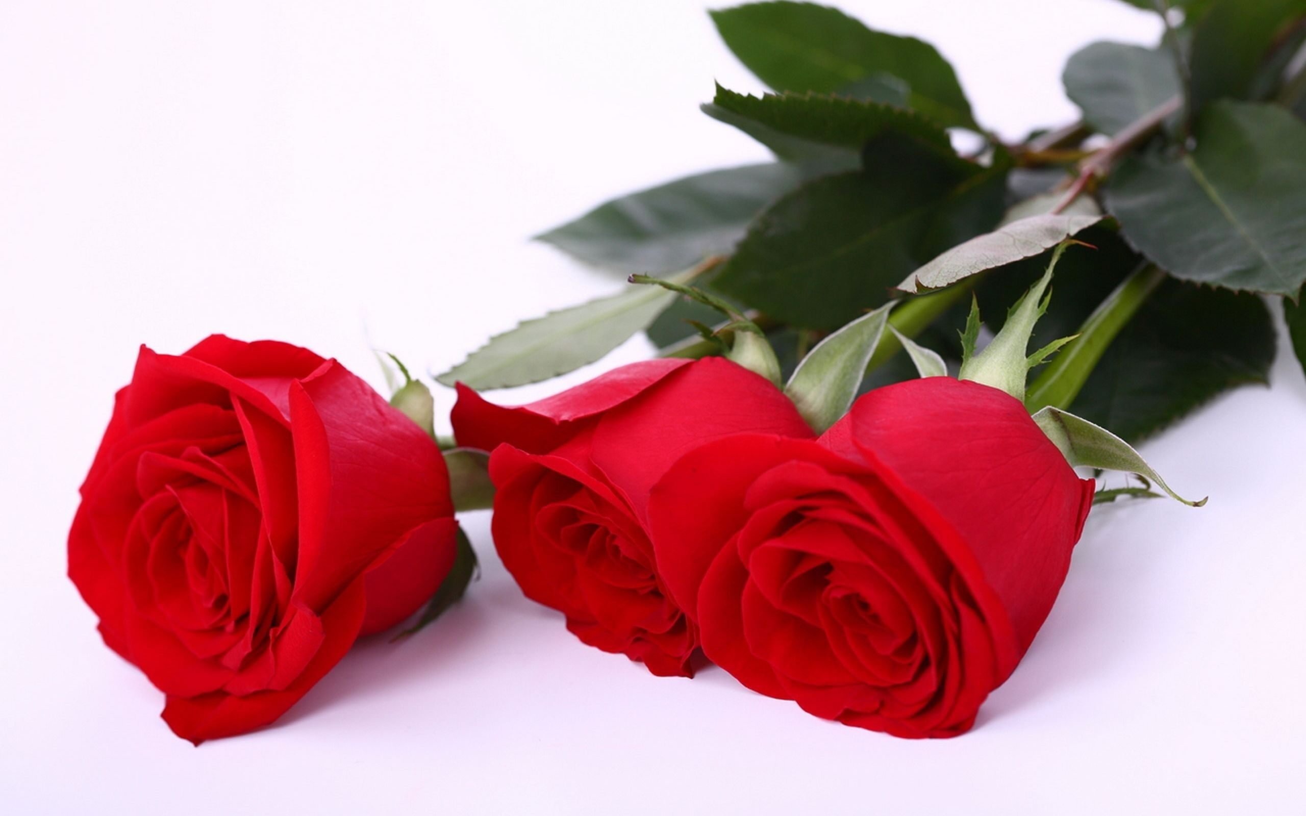 Красивые розы. Красные розы. Цвет цветов для любимой женщины