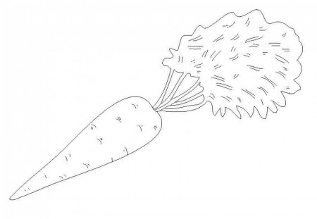 Раскраска овощи морковь капуста