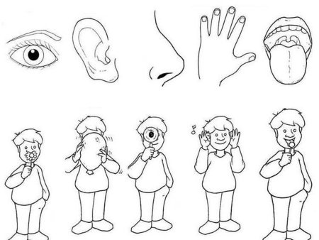 Части тела человека раскраска