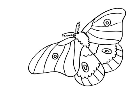 Насекомые. Раскраска