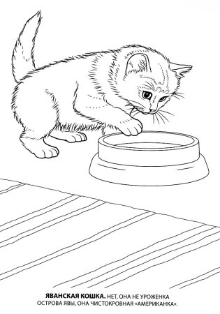 Рисунки для раскрашивания