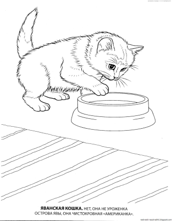 Кошки. Раскраска
