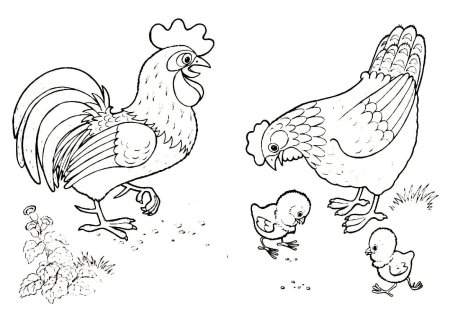 Раскраска домашняя птица