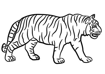 Тигр раскраска для детей 3-4 лет