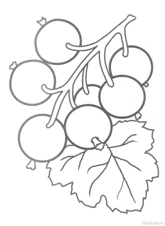 Смородина раскраска для детей