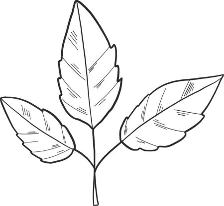 Листья раскраска