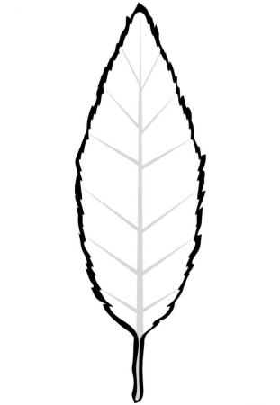 Лист дуба раскраска