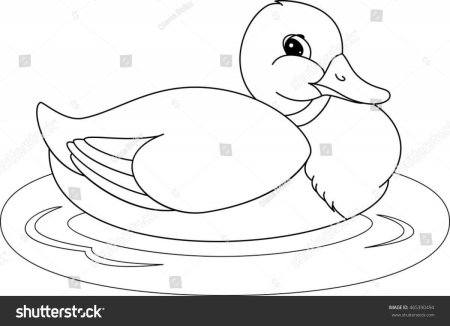 Дикая утка раскраска для детей