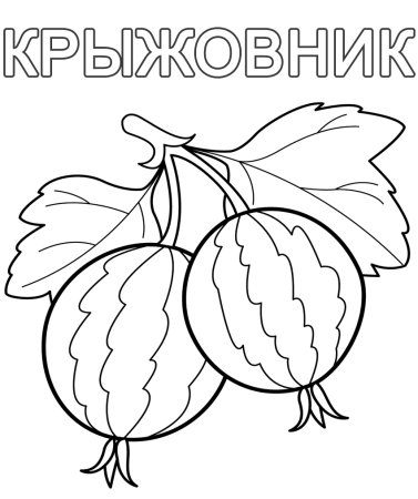 Крыжовник раскраска для детей