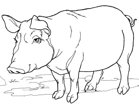 Раскраска корова