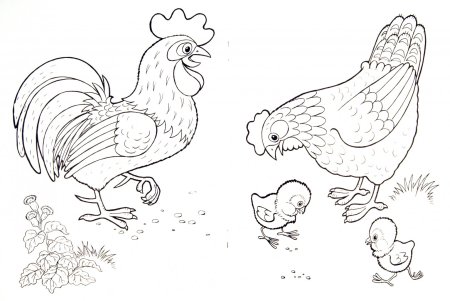 Домашние птицы. Раскраска