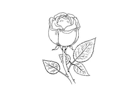 Роза раскраска