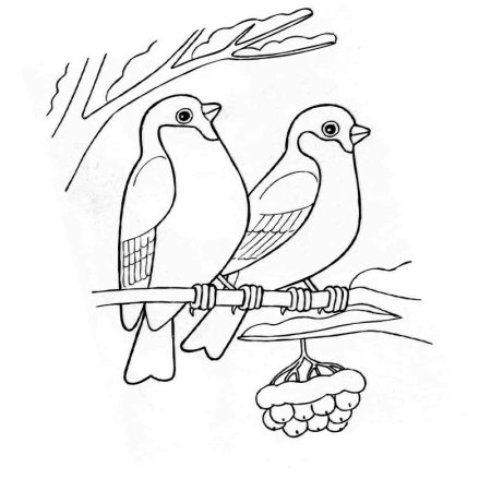 Зимние птицы раскраска