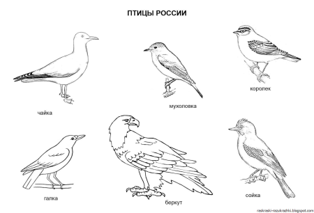 Перелётные птицы раскраски для дошкольников