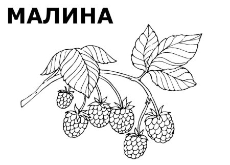 Лесные ягоды раскраска
