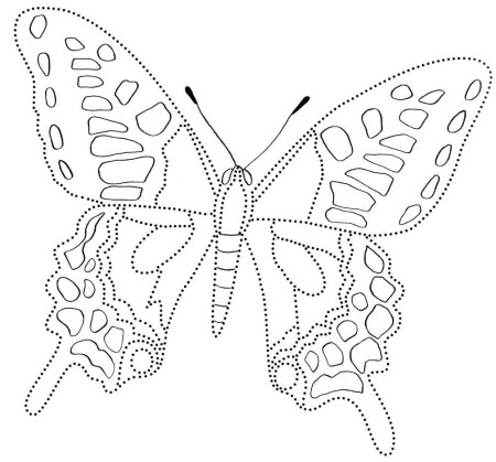 Бабочка Махаон раскраска для детей