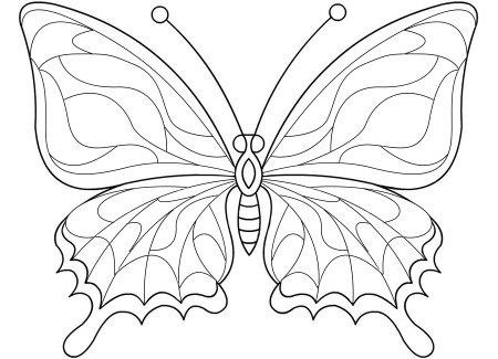 Раскраски бабочки красивые