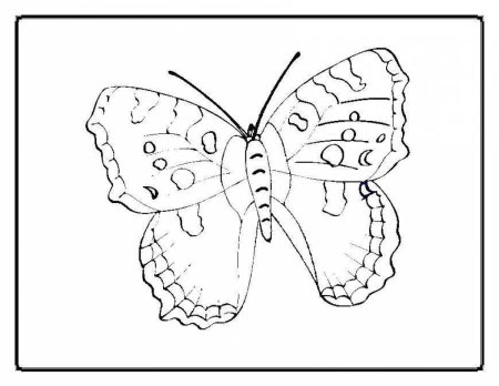 Бабочка голубянка раскраска