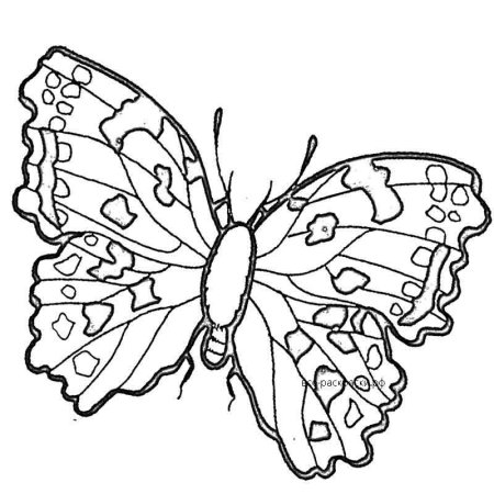 Красивые бабочки для раскрашивания