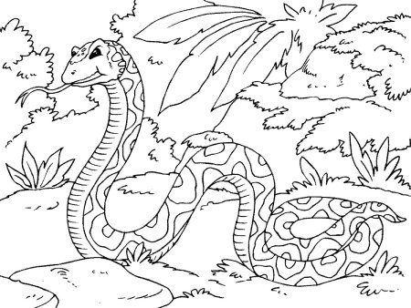 Раскраска джунгли