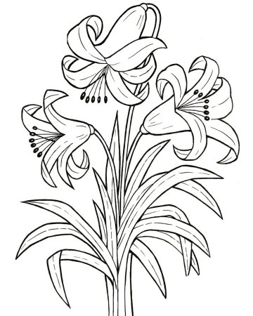Цветы раскраска для детей