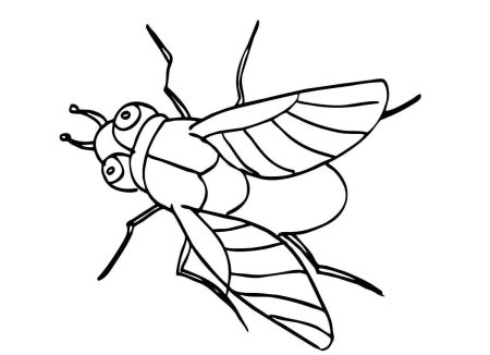 Насекомые раскраска для детей