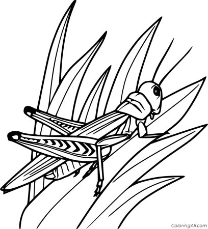 Насекомые. Раскраска