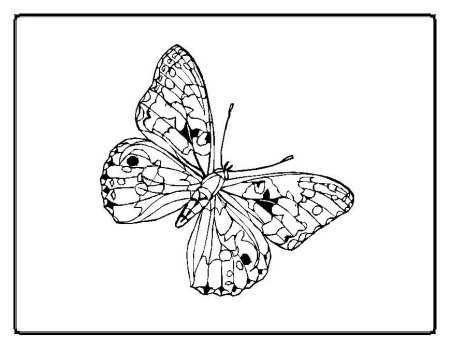 Красивые насекомые для раскрашивания