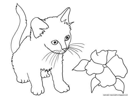 Раскраска кот