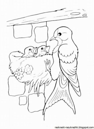 Птицы. Раскраска