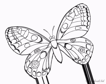 Раскраски насекомые красивые