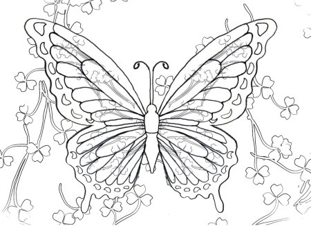 Ажурные бабочки раскраски
