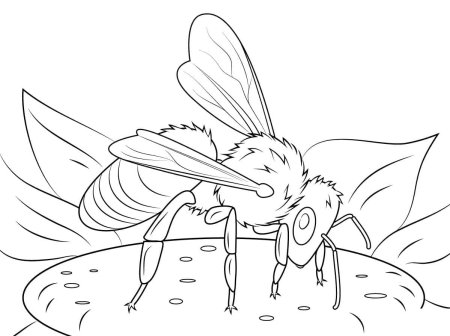 Пчела раскраска