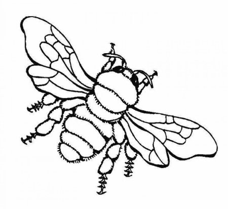 Пчела раскраска