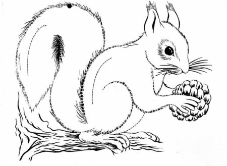 Раскраска Белочка