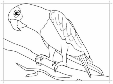 Раскраска попугай