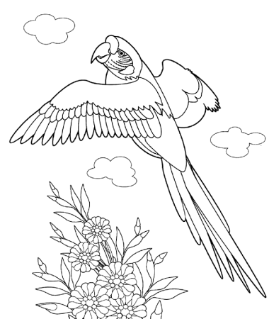 Раскраска попугай