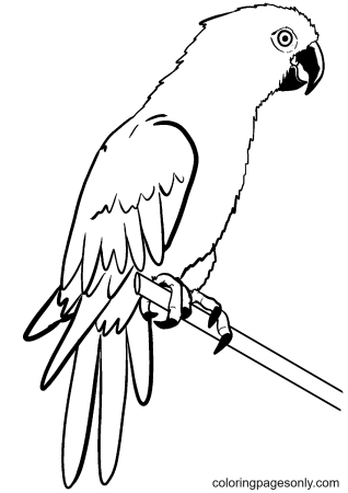 Попугай ара раскраска