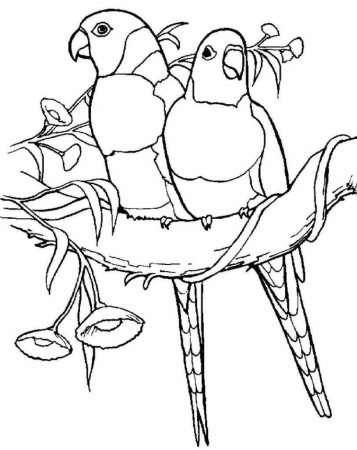 Раскраски птицы для детей 6 лет