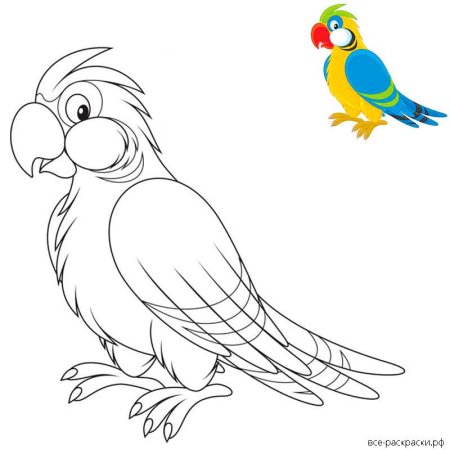 Раскраски природа попугай