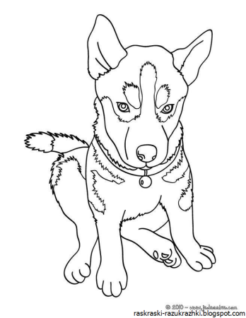 Кошки и собаки. Раскраска