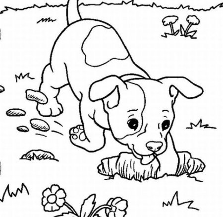 Раскраска Бигль щенок