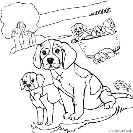 Раскраска Мопс