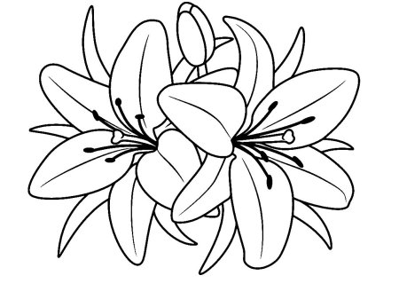 Раскраска цветы лилии