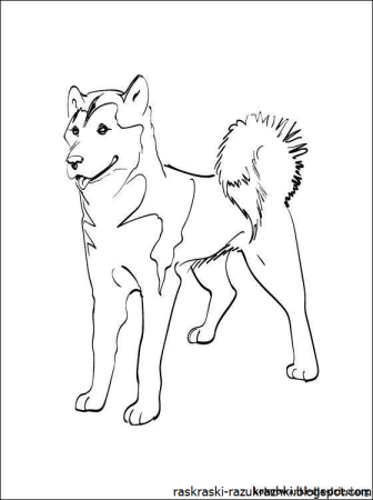 Раскраски для девочек собачки хаски